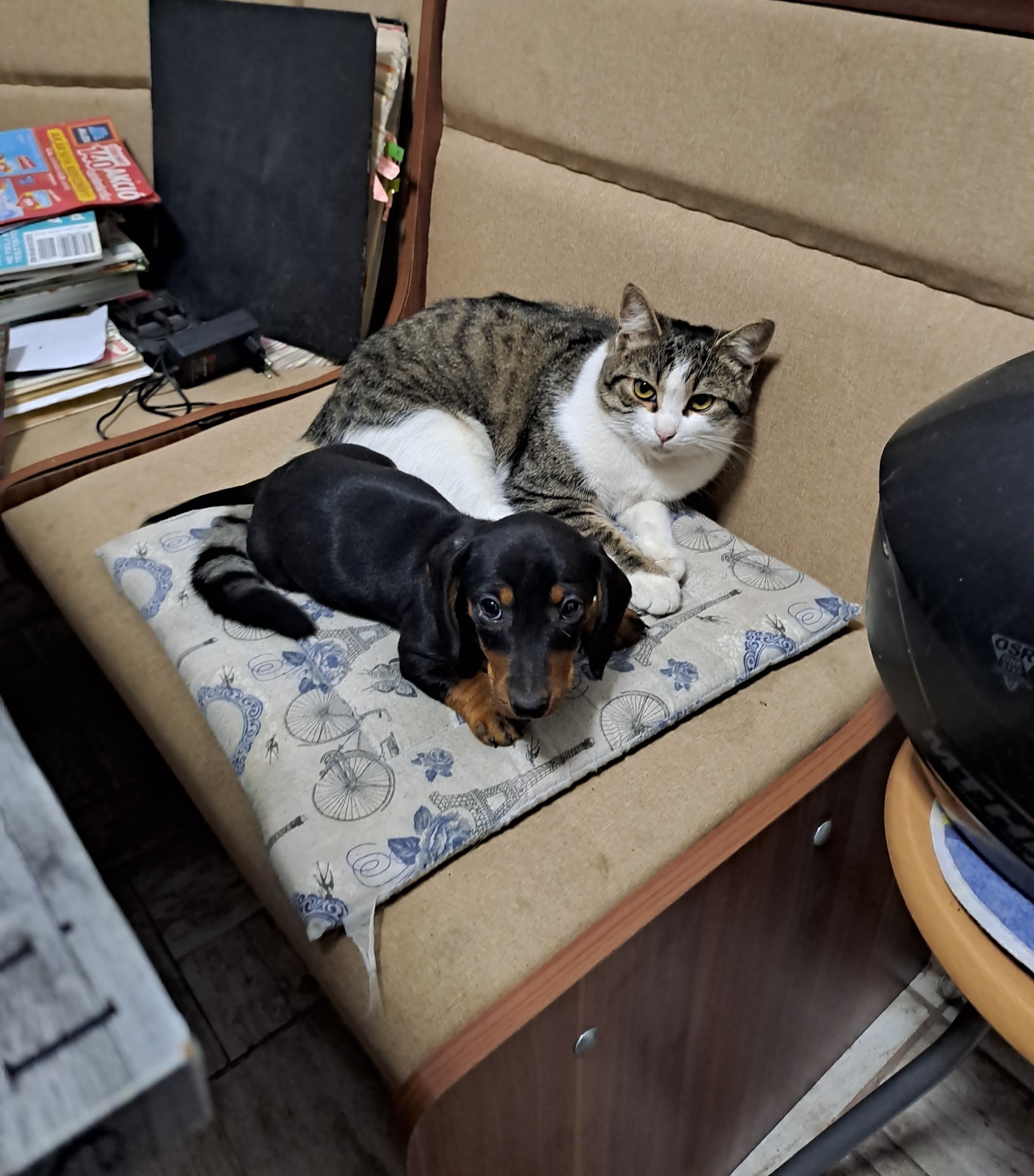 A macskám és a kutyám